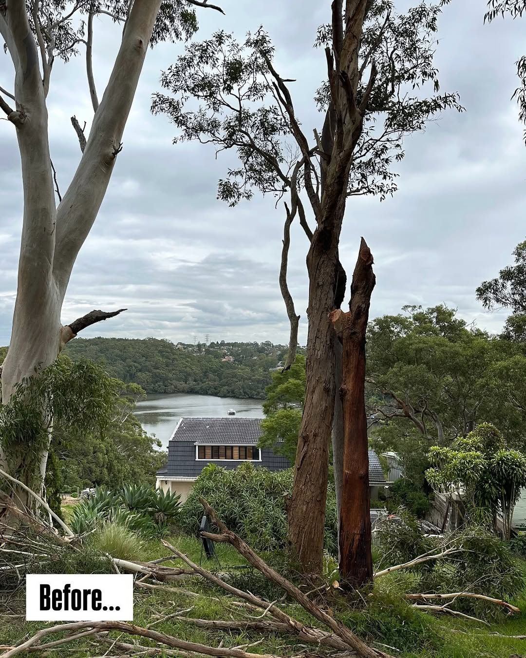 Storm-split gum tree trunk on a waterfront property before pruning