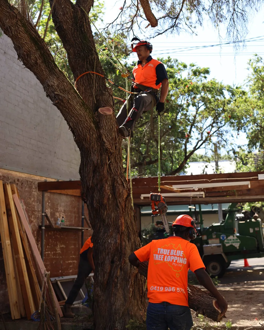 True Blue Tree Lopping crew working together, with an arborist in the tree and a crew member in a branded orange shirt.