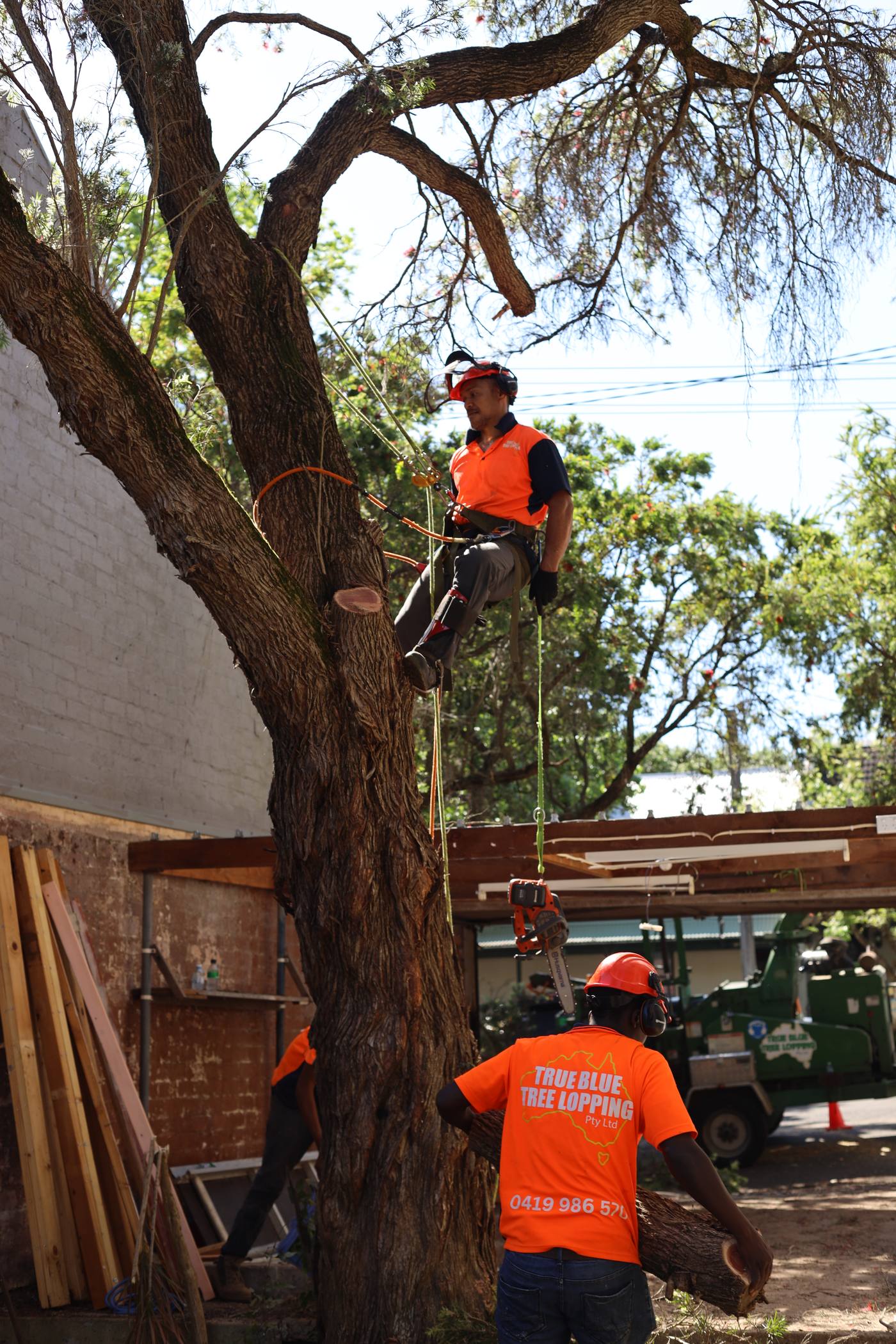 Crew working through a removal ahead of stump grinding