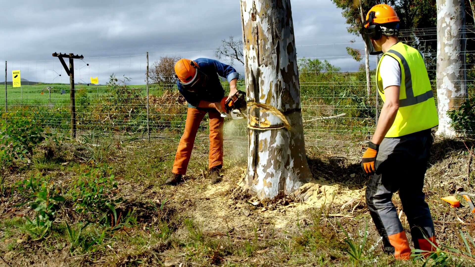 True Blue crew felling a gum tree at the base, one on the chainsaw mid-cut, one spotting