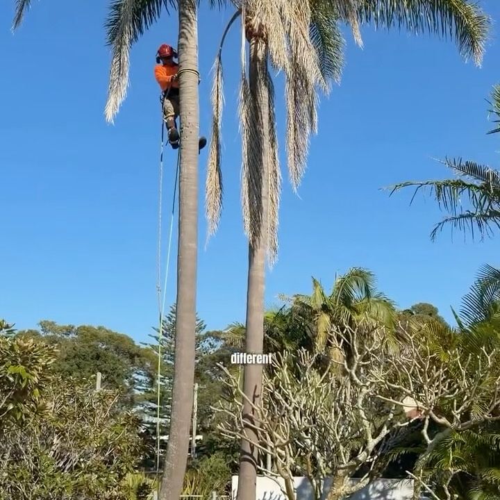 All tree climbers, we need your take!