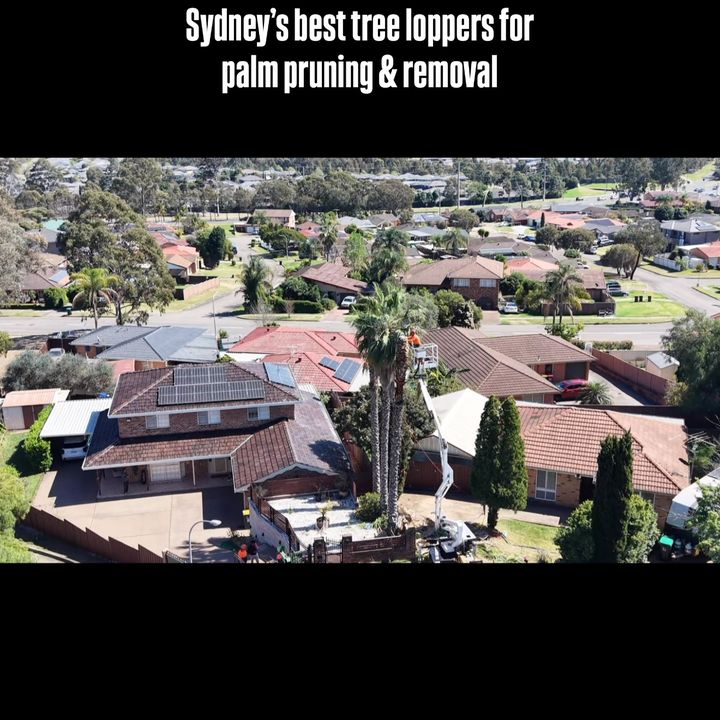 Looking for a trusted tree lopping company in Sydney?