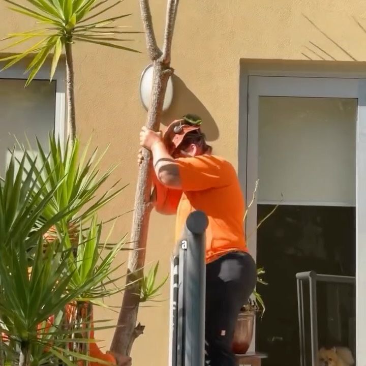 Our advice: never plant yuccas too close to your home! (Or better never plant them anywhere)